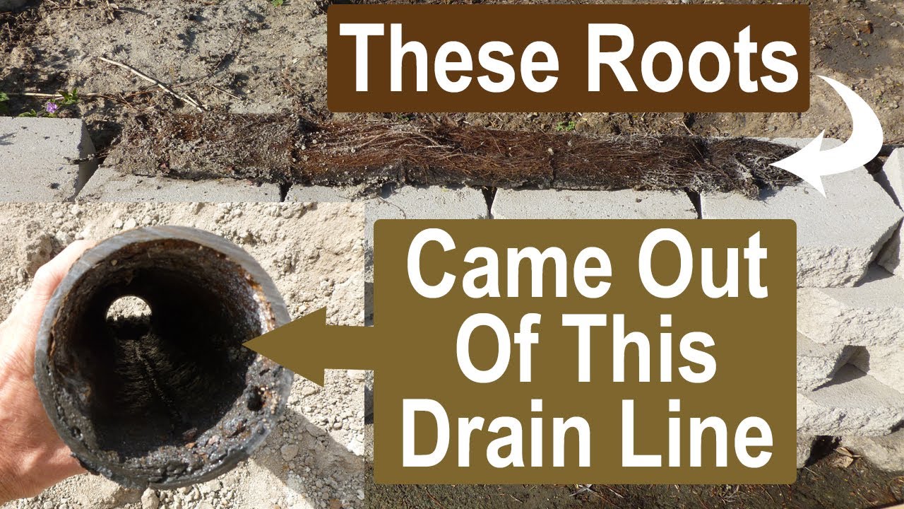 how tree roots can cause plumbing pipe drain line backups 8